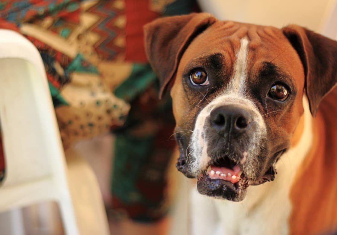 Don't compromise on your companion's care. Always choose dog food made in the USA.