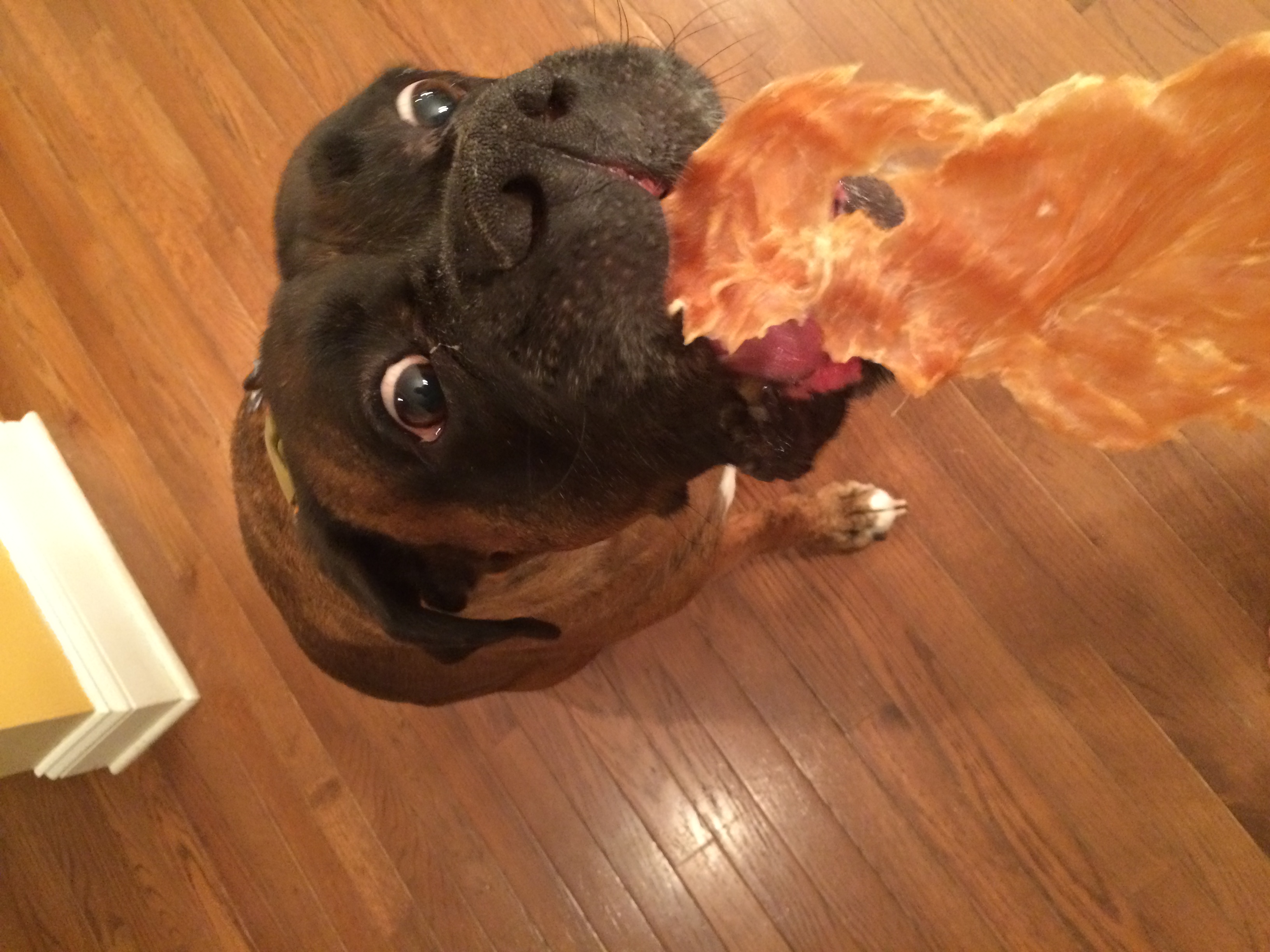 Dog Treats Made in China Killing Dogs. Our List of Made in USA Dog Treats.