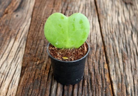 Eco Friendly Gifts