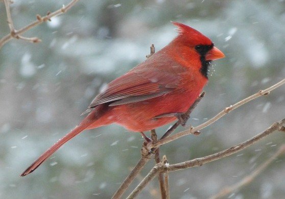 Feeding wild birds