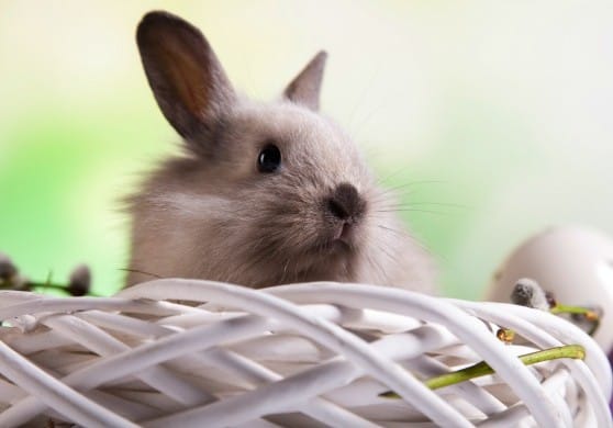 American Made Easter Basket Essentials
