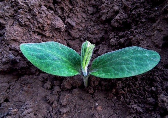 Chemical Free Gardening via USALoveList