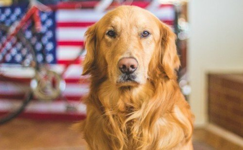 Natural pet food made in USA