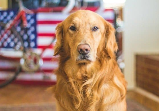 Natural pet food made in USA