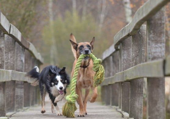 National Dog Day Made in USA items for dogs Made in USA items for dog lovers