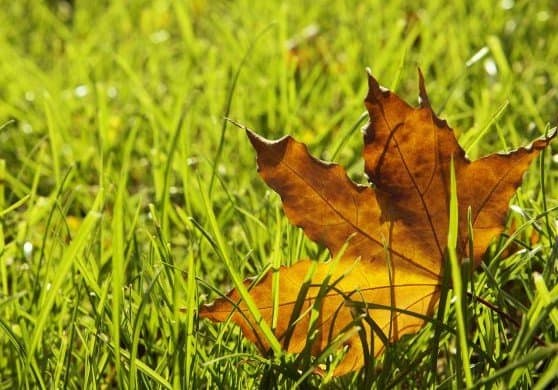 fall landscaping projects
