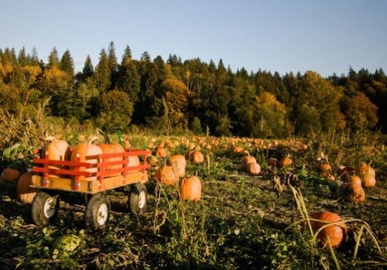 Fall Inspiration, American Made
