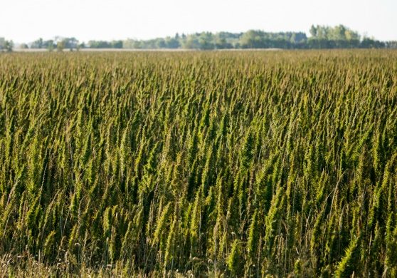 Vote Hemp