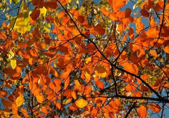 Eco friendly Fall home accents Fall Decorating ideas
