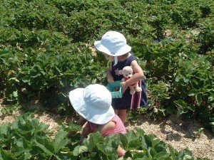 Agritourism, Pick Your Own Berry Farms, support local agriculture!