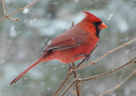 For the Birds: Feeding Wild Birds All Winter Long With Made in the USA Products