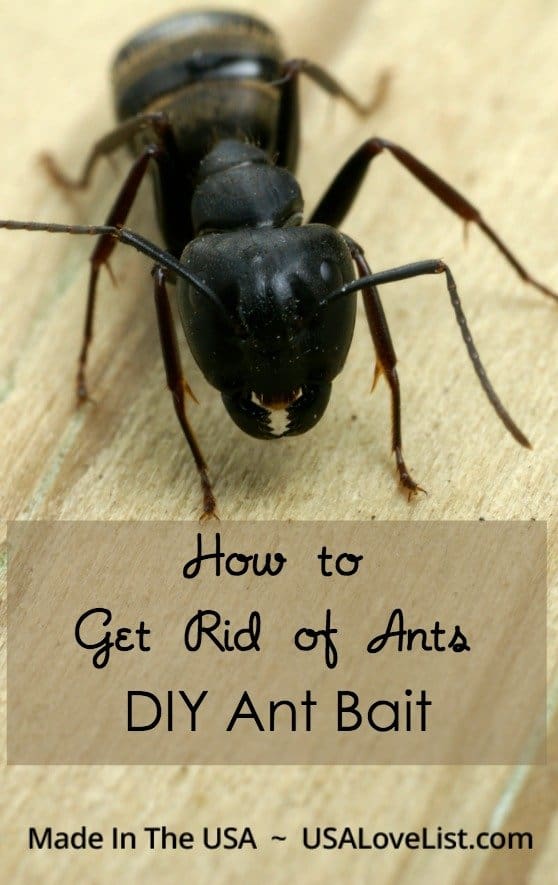 Tips on how to get rid of ants with a DIY ant bait recipe
