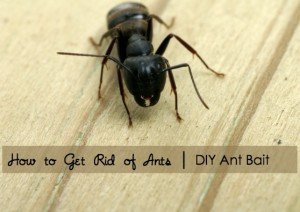Tips on how to get rid of ants with a DIY ant bait recipe
