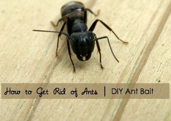 How to Get Rid of Ants with DIY Ant Bait Using Safe, Made in USA Ingredients