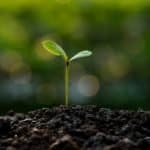 American Made Gardening Supplies: The Ultimate List