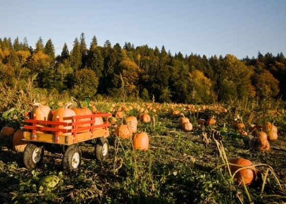 Giveaway: Pumpkin Spice Brownies & Frontier Co-op Fall Spice Collection