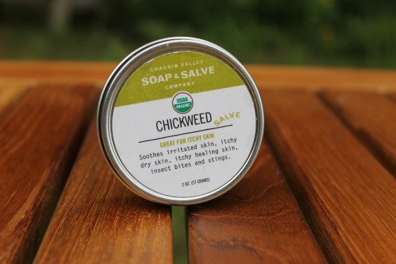 Chickweed salve | Natural remedies for summer ailments | Soothes itchy bug bites