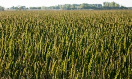 Support Industrial Hemp Farming in the USA. Here’s Why.