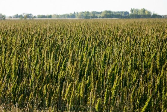 Support Industrial Hemp Farming in the USA. Here’s Why.