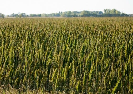 Support Industrial Hemp Farming in the USA. Here’s Why.