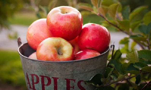 Homemade Apple Cider With An American Made Juicer