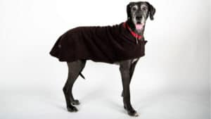 Made in USA Dog Coats: MountainMuttDogCoats