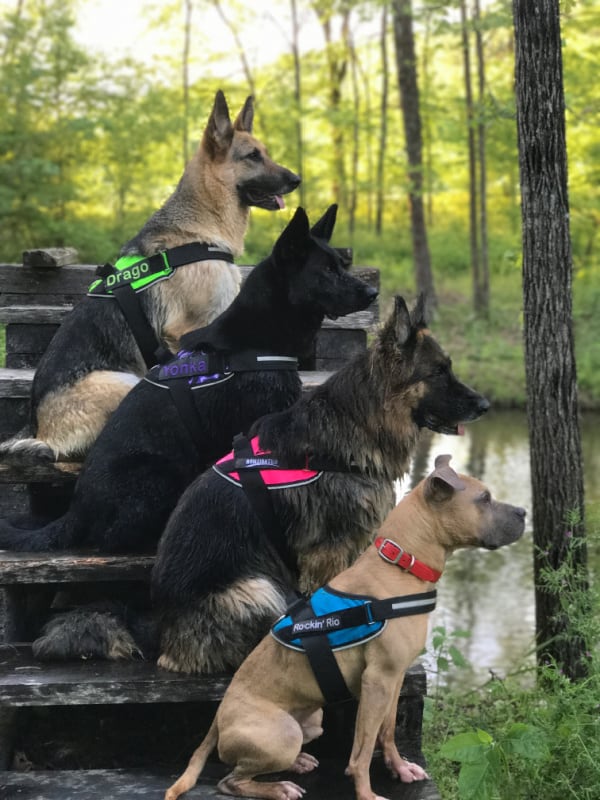 Made in USA Dog Supplies: Brilliantk9 harnesses for dogs of all sizes Save 15% on your BrilliantK9 harness order with promo code USALOVE. Minimum Order $25.00. No Expiration.  #usalovelisted #dogs #pets #dogsupplies #harnesses #petsupplies