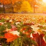 4 Fall Landscaping Projects (With American Made Supplies)