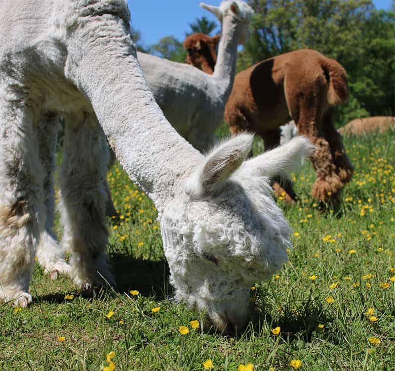 Golden Touch Naturals alpaca farm located in Westport, Massachusetts. Enter now to will a $100 Gift Card to their online farm store. 