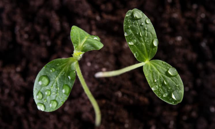 Clean Gardening Tips: Planting a Vegetable Garden Without Chemicals