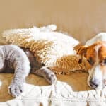 American Made Pet Products: Ultimate List of Sources
