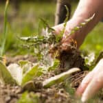 Six American Made Weeding Tools We Love