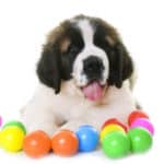 Best American Made Toys for Dogs Home Alone