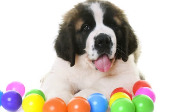 Best American Made Toys for Dogs Home Alone