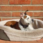 Best Dog Beds Made in USA