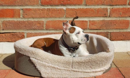 Best Dog Beds Made in USA
