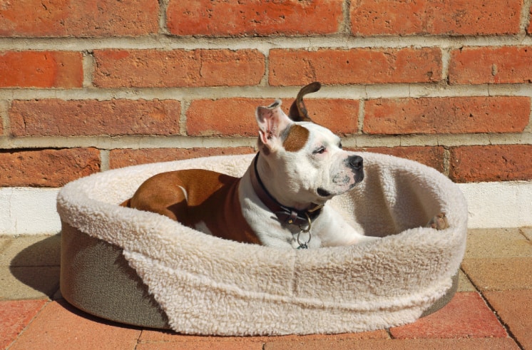 Best Dog Beds Made in USA