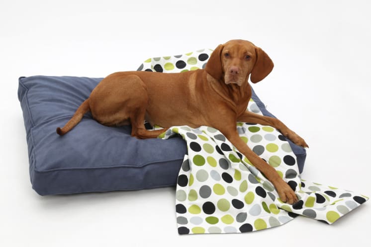 Best Dog Beds Made in the USA via USALovelist.com