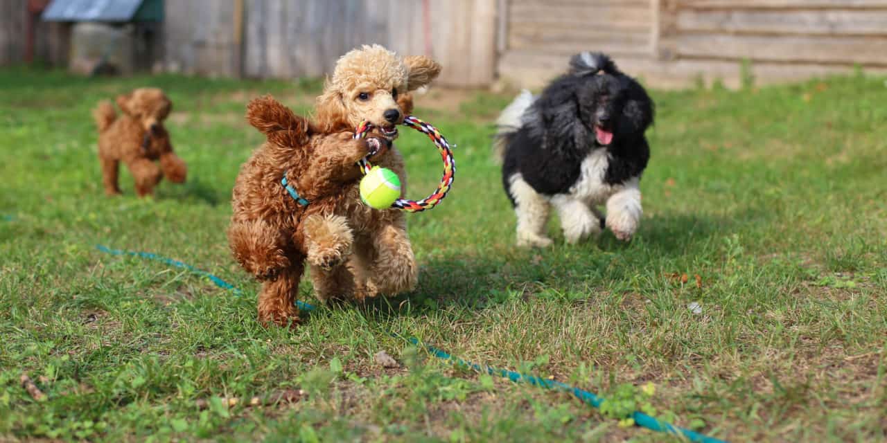 Non-Toxic Dog Toys Made in the USA