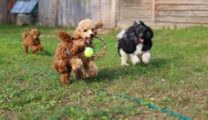 Nontoxic Dog Toys Made in the USA via USALovelist.com