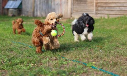 Non-Toxic Dog Toys Made in the USA