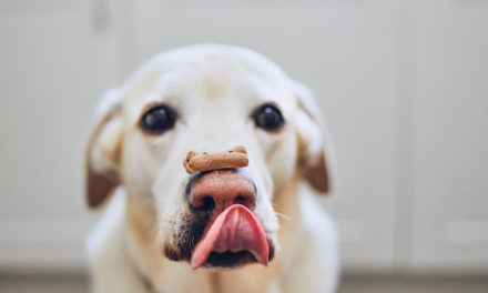 Dog Treats made in USA:  A Source Guide