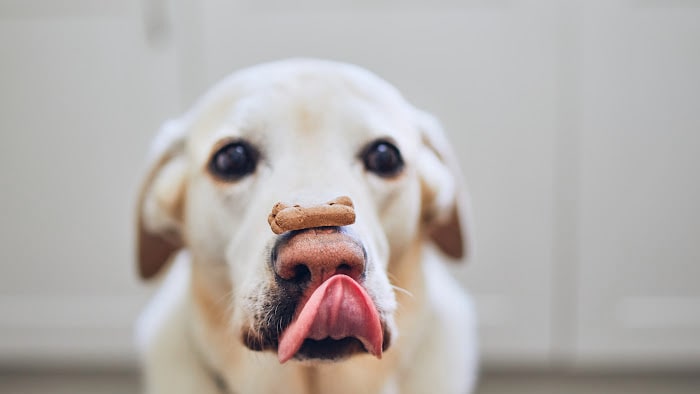 Dog Treats made in USA:  A Source Guide