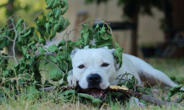 All Natural Bully Sticks for Dogs Made in the USA