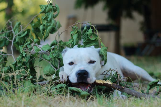 All Natural Bully Sticks for Dogs Made in the USA