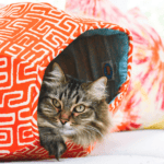 Made in USA Cat Supplies: The Ultimate Source List